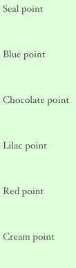 Seal point

Blue point

Chocolate point

Lilac point

Red point

Cream point
